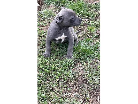 PoulaTo: Pitbull κουτάβια